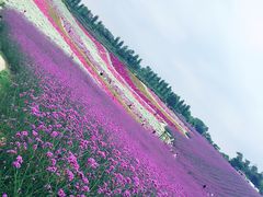 -紫颐香薰山谷景区