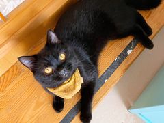 -猫在这儿猫咪咖啡馆·撸猫馆