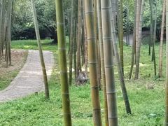 -苏州上方山国家森林公园