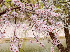-桃花堤公园