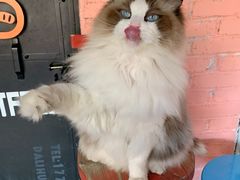 -喵屿·大理花园猫咖