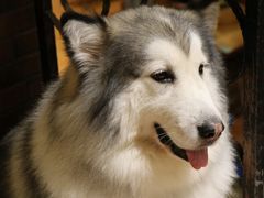 -more than meow吴止猫主题餐厅(承德 中船汇店)