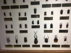 -上海昆虫博物馆