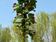 -元大都城垣遗址公园