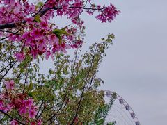 -顾村公园