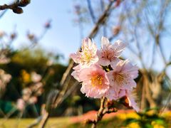 -王借岗森林公园