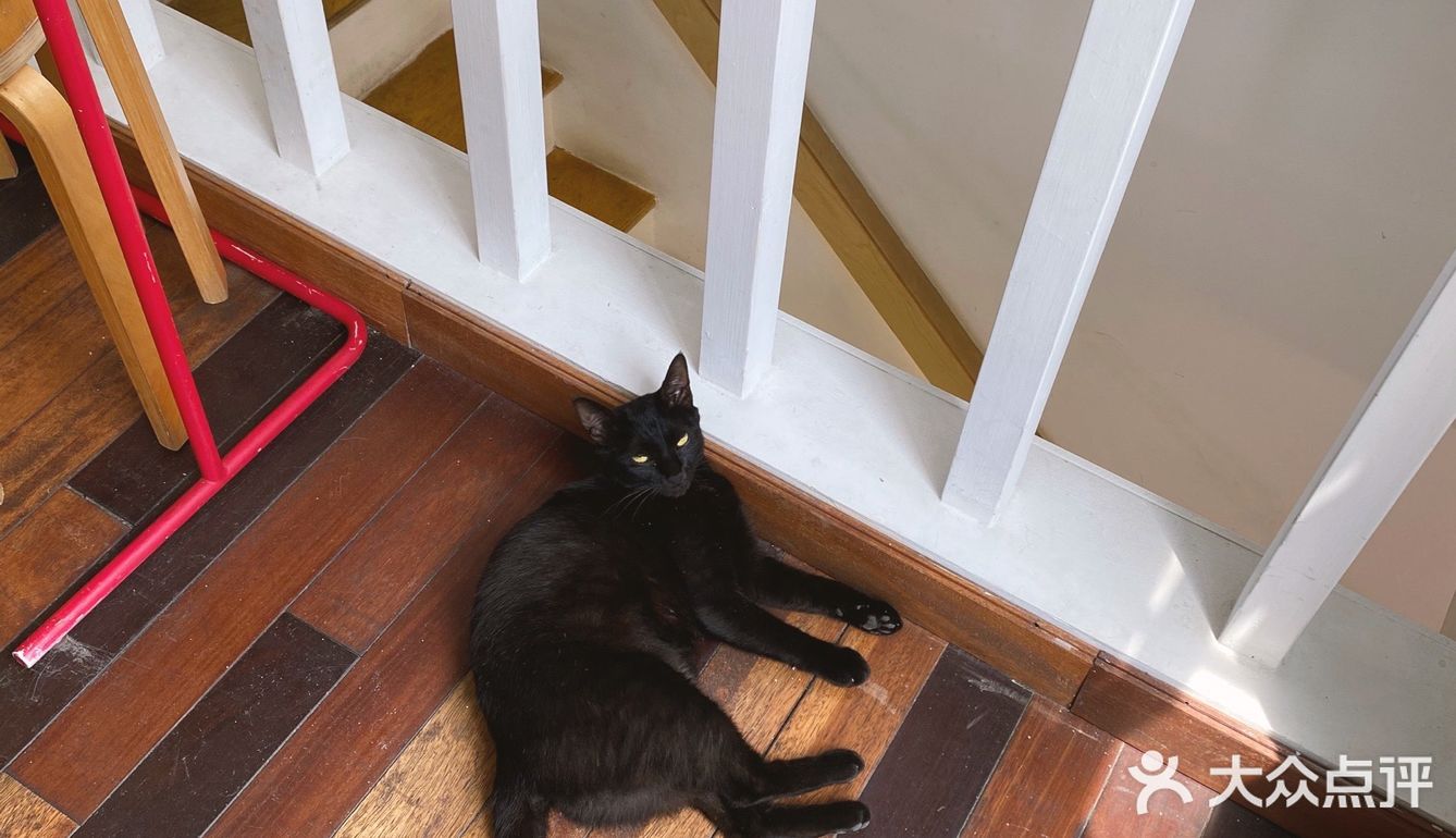 店里有只黑猫会固定时间来玩，没忍住给猫猫拍了很多照片
