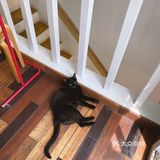 店里有只黑猫会固定时间来玩，没忍住给猫猫拍了很多照片
