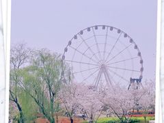 -顾村公园