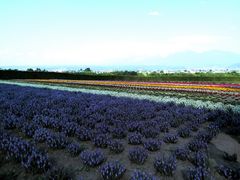 -富田农场