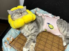 -荔康动物医院(康王北路店)