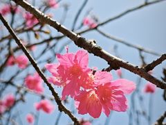 -东莞植物园