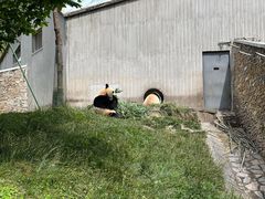 -卧龙中华大熊猫苑神树坪基地