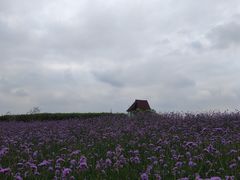 -空港花田景区