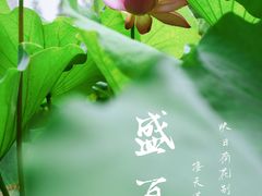 -陈家山荷花公园