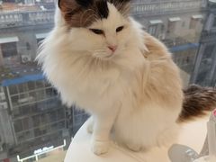 -怪兽屋·羊驼·猫咖·狗咖(俊华广场店)