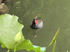 -中山市树木园