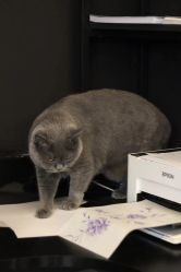 -飛凡TATTOO纹身•原创