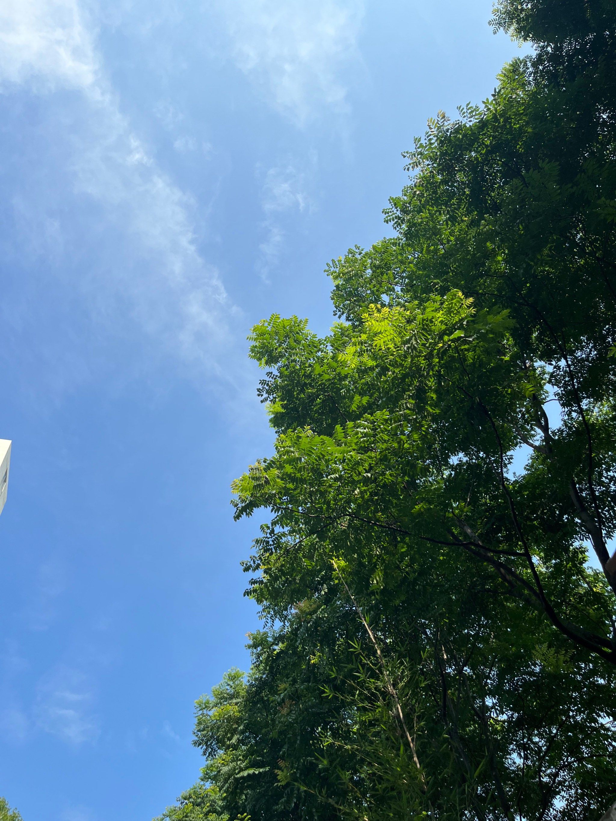 莲花白跷脚牛肉