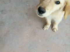 -荣耀金沙动物医院(清江西路店)