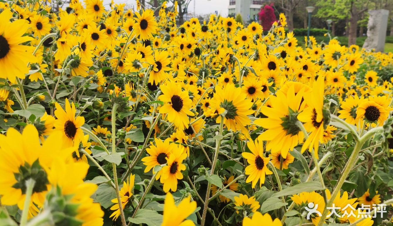 周末绝美出游地～🌻
