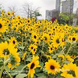 周末绝美出游地～🌻