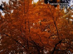 -香山公园