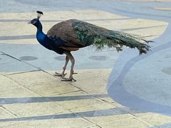 -西双版纳原始森林公园