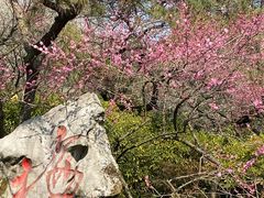 -杭州植物园