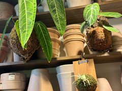 -自由生长植物工作室(深港花卉中心店)
