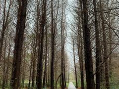 -溱湖国家湿地公园