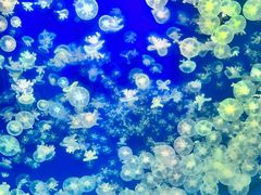 -海合安武汉极地海洋公园