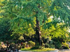 -白沙古井