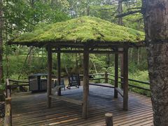 -五营红松林海景区