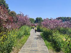 -南汇桃花村