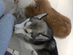 -怪兽屋·羊驼·猫咖·狗咖(俊华广场店)