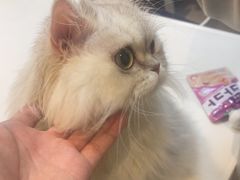 -御宝贝·A梦猫科宠物医院(国际猫友好医院)