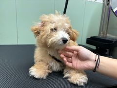 -唐小姐の私宠·宠物洗护美容·撸猫馆·购宠(周浦万达旗舰店)