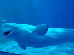 -多彩贵州城极地海洋世界