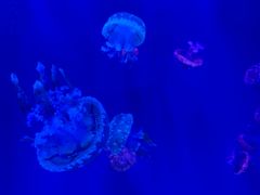 -多彩贵州城极地海洋世界