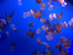 -乌鲁木齐海洋馆