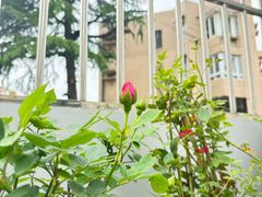 -平吉花卉市场