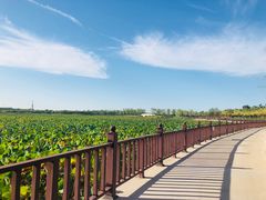 -天津东丽湖风景区