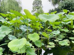 -桂湖森林公园