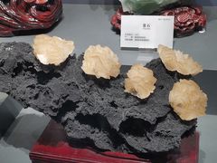 -湖南省地质博物馆