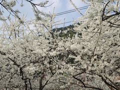 -楠柏弯休闲山庄(梨花溪店)