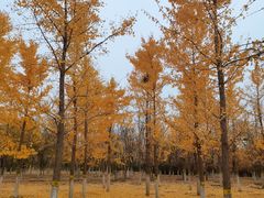 -永定河休闲森林公园