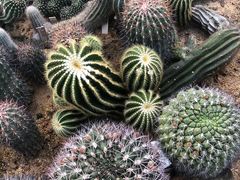 -深圳仙湖植物园