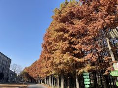 -上海长兴岛郊野公园