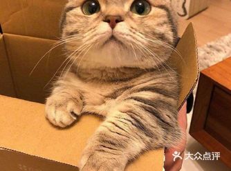 血统纯正的美短棕虎斑，憨厚可爱